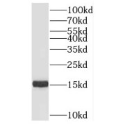WB analysis of A549 cells, using PRRG2 antibody (1/300 dilution).