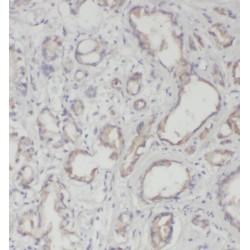 Protease, Serine 8 (PRSS8) Antibody
