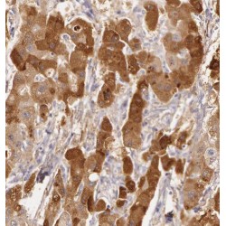 Protein Prune Homolog (PRUNE) Antibody