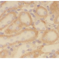 Putative Peroxiredoxin PrxA (PRX5) Antibody