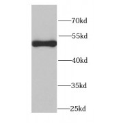 WB analysis of human adrenal gland tissue, using PSMC2 antibody (1/1000 dilution).