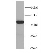 WB analysis of mouse liver tissue, using PSMC6 antibody (1/1000 dilution).