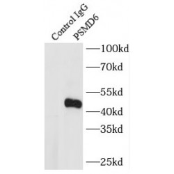 26S Proteasome Non-ATPase Regulatory Subunit 6 (PSMD6) Antibody