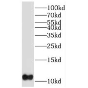 WB analysis of U-937 cells, using PTMS antibody (1/100 dilution).