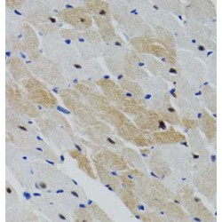 Protein Tyrosine Phosphatase, Non Receptor Type 11 (PTPN11) Antibody