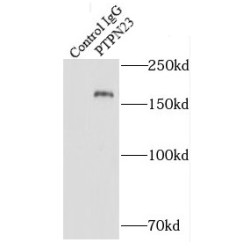 Protein Tyrosine Phosphatase, Non Receptor Type 23 (PTPN23) Antibody