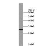 abx236943