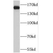abx236945