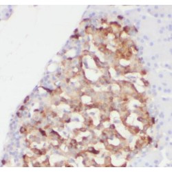 Polymerase I And Transcript Release Factor (PTRF) Antibody