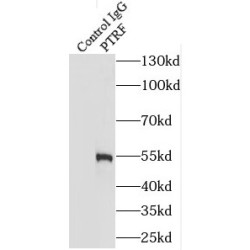 Polymerase I And Transcript Release Factor (PTRF) Antibody