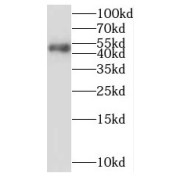 WB analysis of HeLa cells, using PURA antibody (1/1000 dilution).