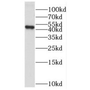 WB analysis of mouse lung tissue, using PUS1 antibody (1/600 dilution).