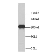 WB analysis of HepG2 cells, using PYGB antibody (1/1000 dilution).