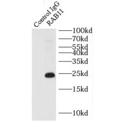 RAB11 Antibody