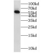 WB analysis of mouse brain tissue, using RAB11FIP2 antibody (1/500 dilution).