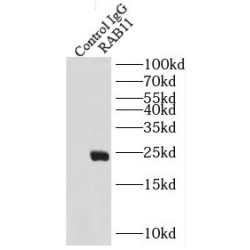 RAB11-Specific Antibody