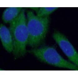 RAB12, Member RAS Oncogene Family (RAB12) Antibody