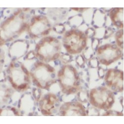 RAB27A, Member RAS Oncogene Family (RAB27A) Antibody