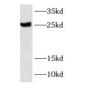 abx237022
