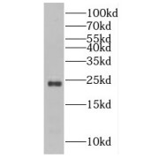 abx237036
