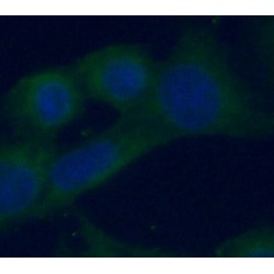 RAB5A, Member RAS Oncogene Family (RAB5A) Antibody