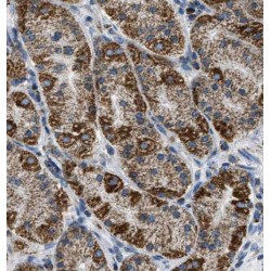 RAB7A, Member RAS Oncogene Family (RAB7A) Antibody