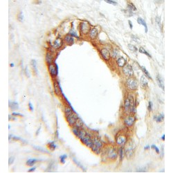 Prenylated Rab Acceptor Protein 1 (RABAC1) Antibody