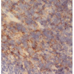 RAD51 Paralog D (Rad51D) Antibody
