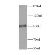 WB analysis of HeLa cells, using RALBP1 antibody (1/1000 dilution).