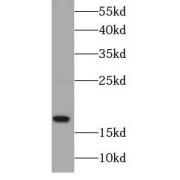 abx237097