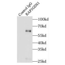 Rap1 GTPase-GDP Dissociation Stimulator 1 (RAP1GDS1) Antibody