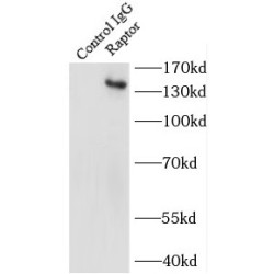 Raptor Antibody