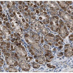 Ras-GEF Domain-Containing Family Member 1B (RASGEF1B) Antibody