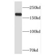 WB analysis of HeLa cells, using RB1CC1 antibody (1/1000 dilution).
