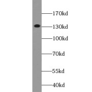 WB analysis of A549 cells, using RBL2 antibody (1/1000 dilution).