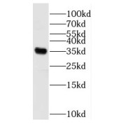 WB analysis of HEK-293 cells, using RBM11 antibody (1/300 dilution).