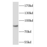 WB analysis of NIH/3T3 cells, using RBM28 antibody (1/1500 dilution).