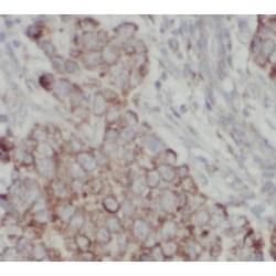REDD1 specific Antibody