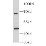 abx237236