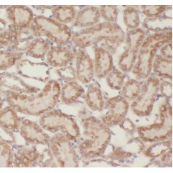 RENALASE Antibody