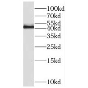 WB analysis of mouse skeletal muscle tissu, using11590-1-AP (RGS5 antibody (1/2500 dilution).