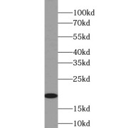 abx237284
