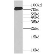 abx237290