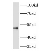 WB analysis of HepG2 cells, using RILPL1 antibody (1/600 dilution).