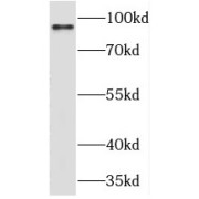 WB analysis of HeLa cells, using RIN1 antibody (1/1000 dilution).