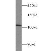 Western blot analysis of HepG2 cells were subjected to SDS PAGE using RIN3 antibody at dilution of 1/300.