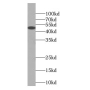 WB analysis of human testis tissue, using RISC antibody (1/1000 dilution).