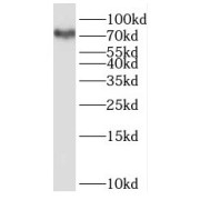 WB analysis of A549 cells, using RMP antibody (1/500 dilution).