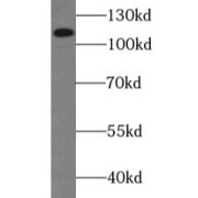 abx237375