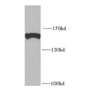abx237376